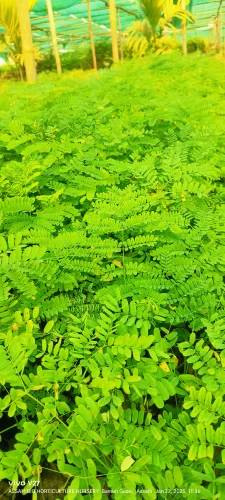 Assam Bio Horticulture Nursery
